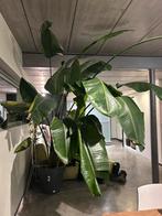 Strelitzia, Ophalen, 200 cm of meer, Overige soorten, Halfschaduw