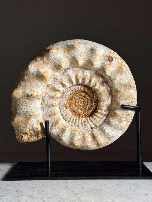 Ammoniet Fossiel op standaard XL groot, Verzamelen, Mineralen en Fossielen, Fossiel, Ophalen