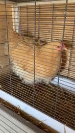 Jonge orpington buff haan, Dieren en Toebehoren