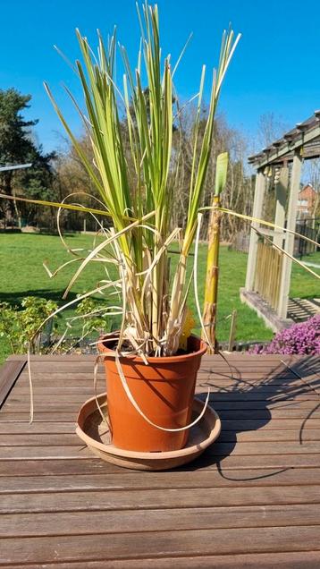 pampasgras rosé 60 cm beschikbaar voor biedingen