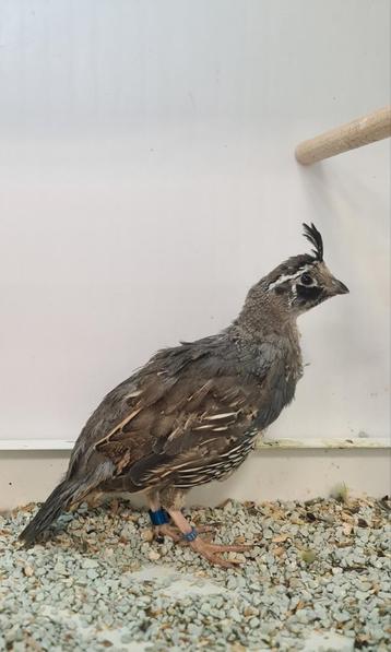5-5 Californische kuifkwartels ( in nl ) beschikbaar voor biedingen