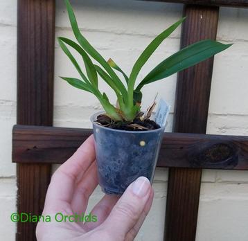 Miniatuure Orchidee Oncidium Twinkle Red Fantasy * Geurend  beschikbaar voor biedingen