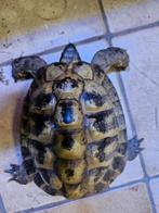 Male tortue hermanni boettgeri  adulte, Animaux & Accessoires, Tortue