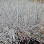 Festuca glauca elijah blue, Ophalen