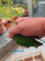 Jonge Roseicolli wilkkleur, Dieren en Toebehoren, Vogels | Parkieten en Papegaaien, Geringd