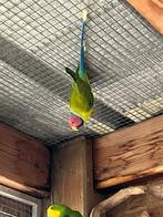 3 pruimkoppen, Dieren en Toebehoren, Vogels | Parkieten en Papegaaien