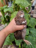 Japanse kwartel Man, Dieren en Toebehoren, Vogels | Overige Vogels