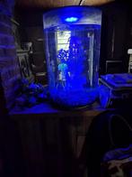 aquarium biorb, Dieren en Toebehoren, Ophalen, Zo goed als nieuw