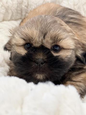 Belgische Lhasa-apso,met liefde grootgebracht beschikbaar voor biedingen
