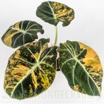 Alocasia Black velvet aurea variegata, Huis en Inrichting, Overige soorten, Minder dan 100 cm, Groene kamerplant, Halfschaduw