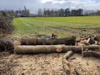 Gratis vellen/zagen van bomen in ruil voor het hout, Enlèvement, Troncs d'arbres