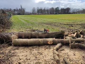 Gratis vellen/zagen van bomen in ruil voor het hout disponible aux enchères