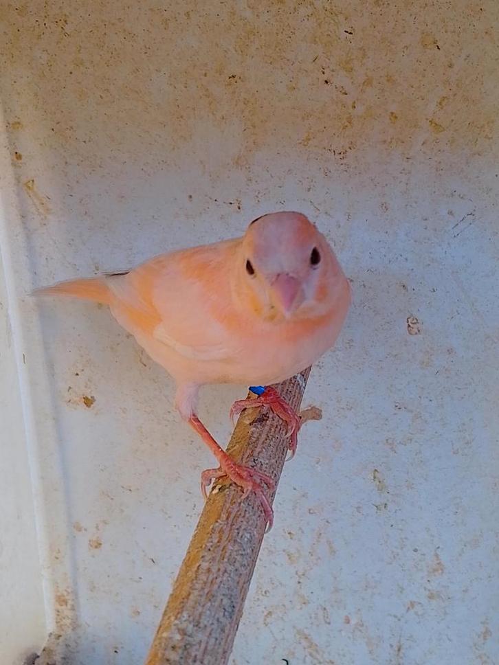 CANARIS DE TRÈS BONNE COULEUR SIFFLANTE, bagués à partir de, Animaux & Accessoires, Oiseaux | Canaris, Canari chanteur, Plusieurs animaux