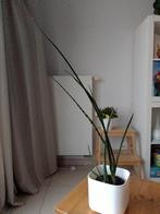 Plante en parfaite santé, Enlèvement