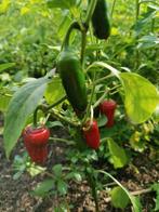5 zaden Nadapeño - Jalapeño zonder hitte, Tuin en Terras, Bloembollen en Zaden, Verzenden, Voorjaar, Volle zon, Zaad