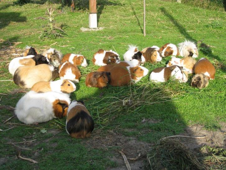 cavia jonge , Dieren en Toebehoren, Knaagdieren, Meerdere dieren, Cavia, November, Tam