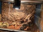 Koningspython + terrarium, Dieren en Toebehoren, Slang, Met terrarium, 7 tot 10 jaar