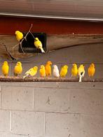 Kanaries, Dieren en Toebehoren, Vogels | Parkieten en Papegaaien