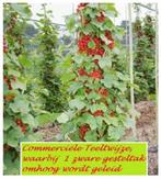 RODE TROSBESSEN Struiken in POT 4€/stuk, ACTIE 5 VOOR 18€, Ophalen of Verzenden, Lente, Vaste plant, Fruitplanten