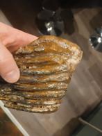 Mamoetkies ijstijd, Enlèvement ou Envoi