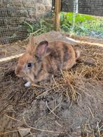 Leeuwenkop dwergkonijn, Dieren en Toebehoren, Mannelijk, Dwerg, 0 tot 2 jaar