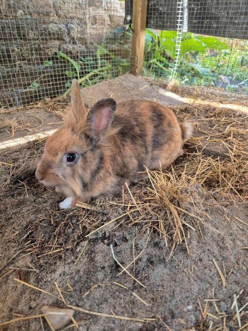 Leeuwenkop dwergkonijn, Dieren en Toebehoren, Konijnen, Dwerg, Mannelijk, 0 tot 2 jaar