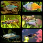 Uitverkoop aquariumvissen!, Vis, Zoetwatervis, Schoolvis