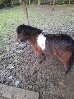 Mini schetland merrietje, Dieren en Toebehoren, Pony's, Gechipt