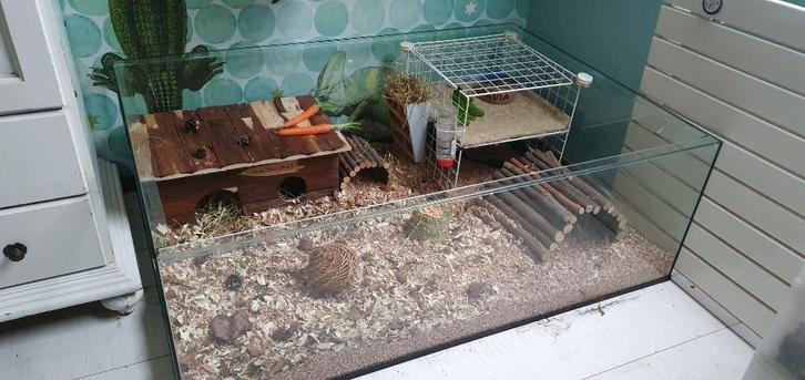 Caviakooi van glas op maat gemaakt, Dieren en Toebehoren, Knaagdieren en Konijnen | Hokken en Kooien, Nieuw, Hok, Minder dan 60 cm