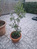 Olijfboom terracotta pot, Jardin & Terrasse, Plantes | Arbres, En pot, Olivier, Enlèvement ou Envoi