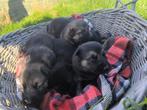 Prachtige Shepsky puppy’s, Dieren en Toebehoren, Honden | Niet-rashonden, België, CDV (hondenziekte), 8 tot 15 weken, Groot