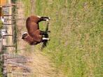 Zwartbles ooien
