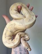 1.0 banana koningspython python regius, Dieren en Toebehoren, Reptielen en Amfibieën