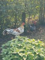 2 leghorn haantjes, Dieren en Toebehoren