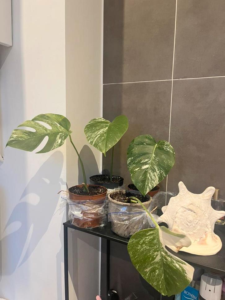 Bouture(s) Monstera Deliciosa Albo Variegata, Huis en Inrichting, Kamerplanten, Ophalen