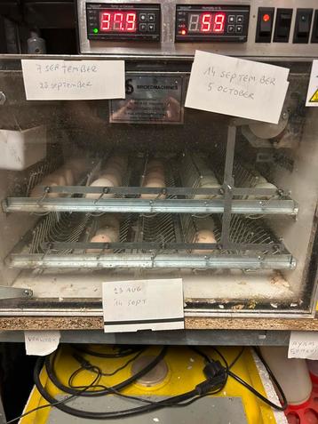 Broedkast uitbroed service beschikbaar voor biedingen