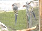 bonte halsbandparkieten, Meerdere dieren, Parkiet, Geringd