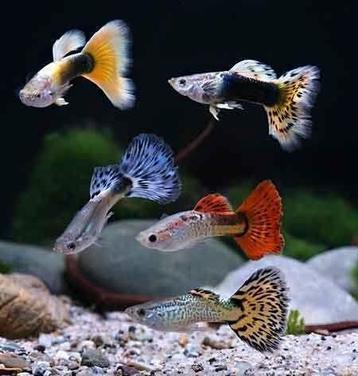 Guppys gezocht of anderen vissen, Dieren en Toebehoren, Vissen | Aquariumvissen