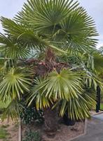 Trachycarpus fortunei 190cm stam, Ophalen