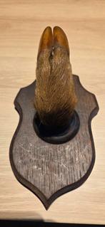 Taxidermie/Patte de sanglier/porte-manteaux/Trophée de chass, Enlèvement ou Envoi