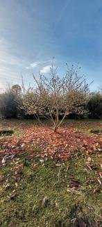 Magnolia stellata, Tuin en Terras, Ophalen