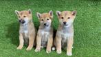 Chiots Shiba Inu, 15 semaines à 1 an, Étranger, Parvovirose, Éleveur | Professionnel