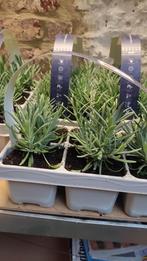 lavandes  angustifolia vendues par 6, Jardin & Terrasse, Enlèvement