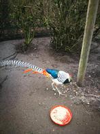 Lady Amherst haan, Mâle, Autres espèces