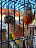 Femelle Connure pyrrhura à vendre., Animaux & Accessoires, Oiseaux | Perruches & Perroquets, Femelle, Perruche, Domestique
