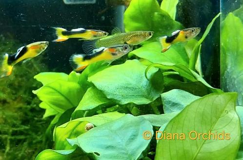 Zeldzame Japanse Nano Guppy Endler * Red Chest Saddleback, Dieren en Toebehoren, Vissen | Aquariumvissen, Vis