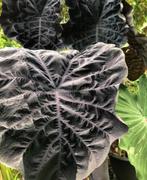 Gezocht Colocasia Phantom, Ophalen of Verzenden