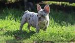 1 mooi Blue Merle Teefje - 13 weekjes -, België, Fokker | Hobbymatig, CDV (hondenziekte), 8 tot 15 weken