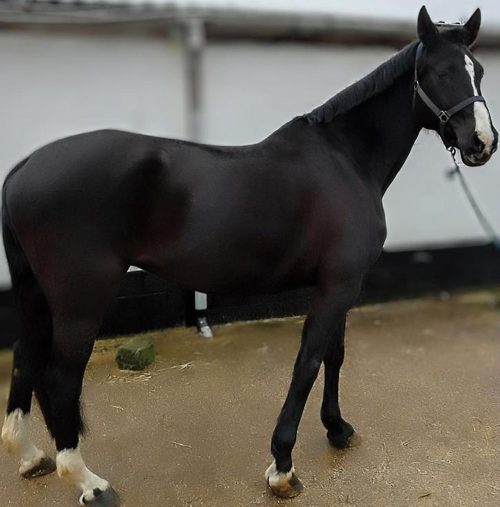 Bwp merrie 17 jaar, Dieren en Toebehoren, Paarden, Merrie, B, 170 tot 175 cm, 11 jaar of ouder, Dressuurpaard, Met stamboom, Gechipt