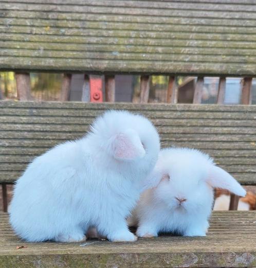 Schattige minilop konijnen raszuiver, Dieren en Toebehoren, Konijnen, Dwerg, 0 tot 2 jaar, Hangoor